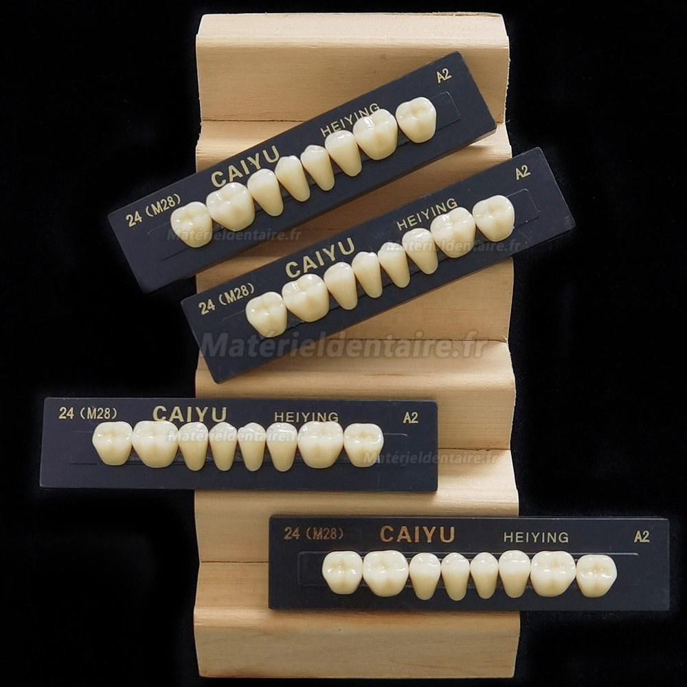 Prothèse dentaire en résine polymère synthétique acrylique Caiyu Heiying (Upper/Lower Back Teeth)